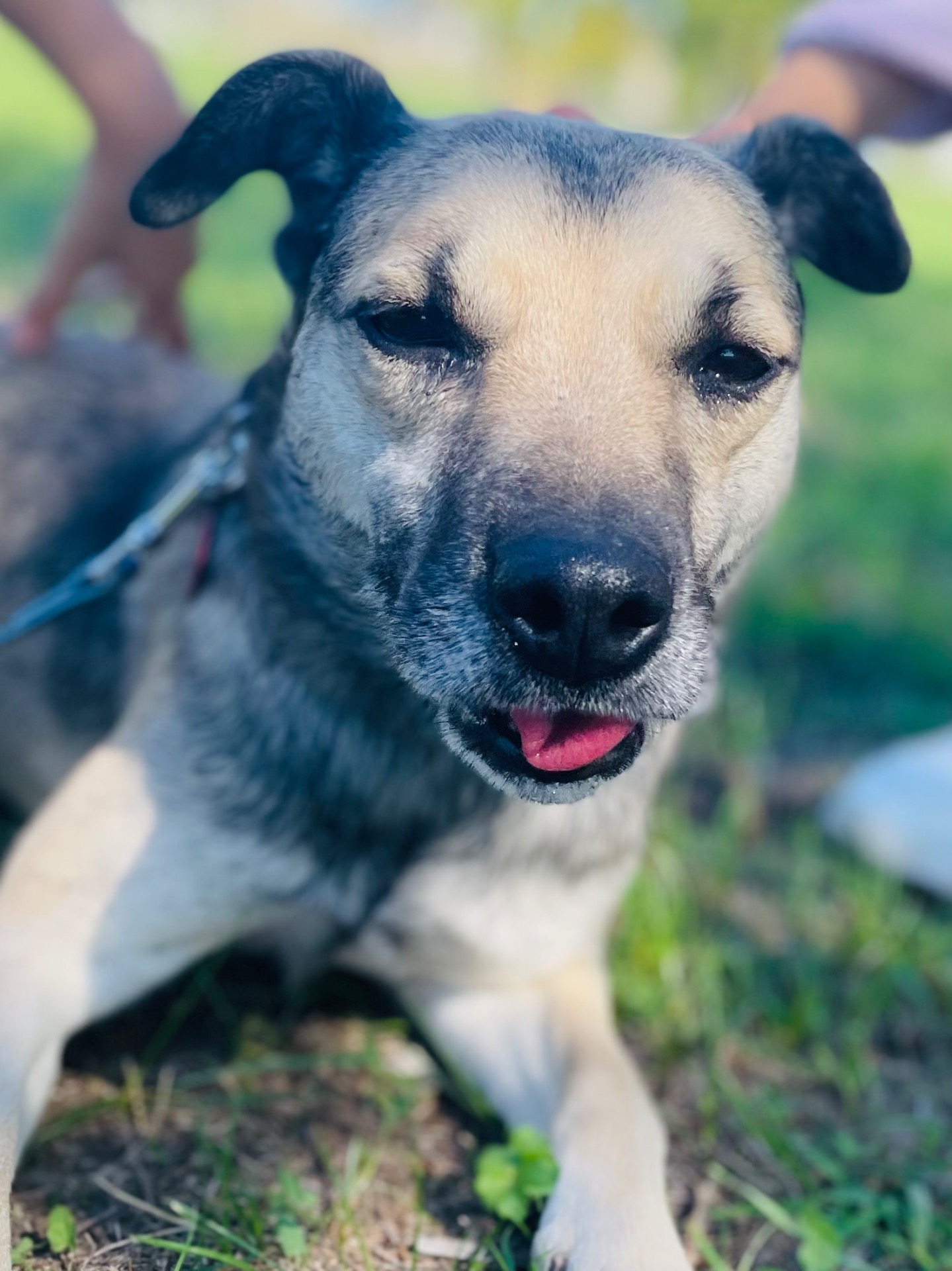 Ő itt Démon, 5 éves gazdira váró fiú kutyus